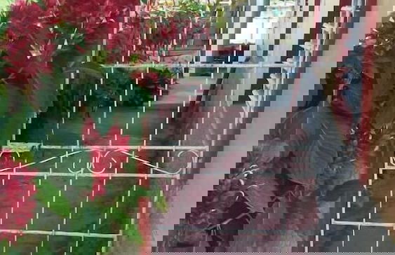 Holiday rental in Viñales with garden and terrace - Photo 30