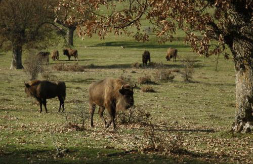 Paleolítico rural - Photo 73