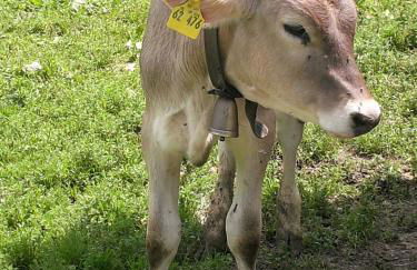 Ferienwohnungen Brunner - Foto 16