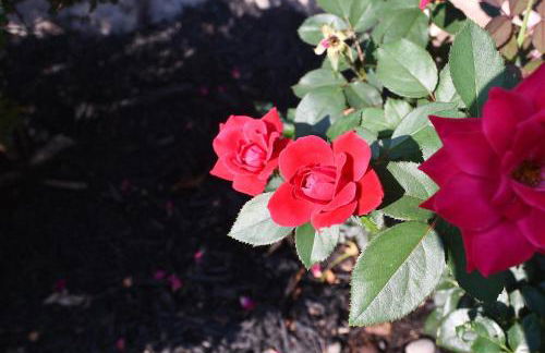 Mountain Meltdown - Pet Friendly, Grill, Wifi, Fire Pit, EV Station -Shared Space - Grill, Fire Pit, Covered Porch, Fountain Pond - Foto 39