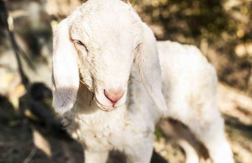 Azienda Agrituristica Alcastlè - Foto 64