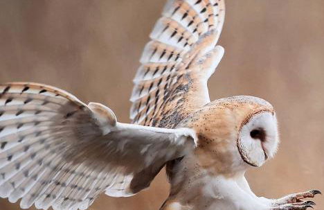 Elb Nest Gästehaus - Foto 64