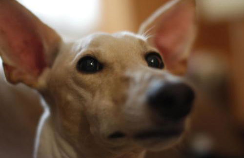 Bajo Los Tilos - Foto 36