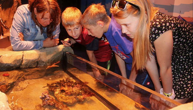 Niños admirando un acuario