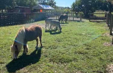 Equestrian Retreat - Foto 70