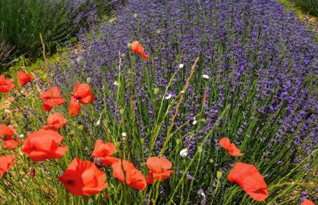 Gîte Coccinelle - Foto 22