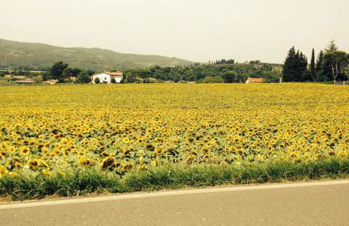 Tre Girasoli - Foto 28