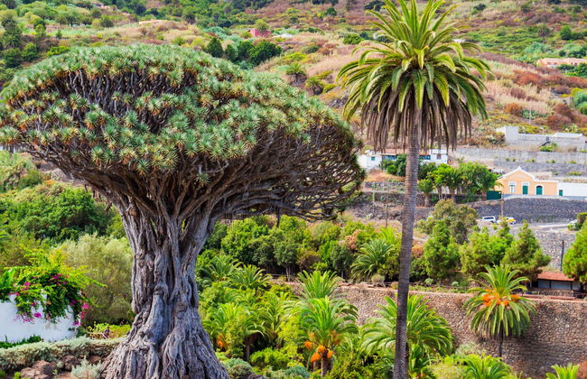 Teide National Park, Icod, Masca, & Garachico Day Trip - Photo 1