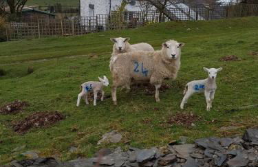 1 Penygroes - Foto 7