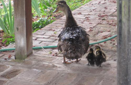 Whitebird Summit Lodge - Foto 28