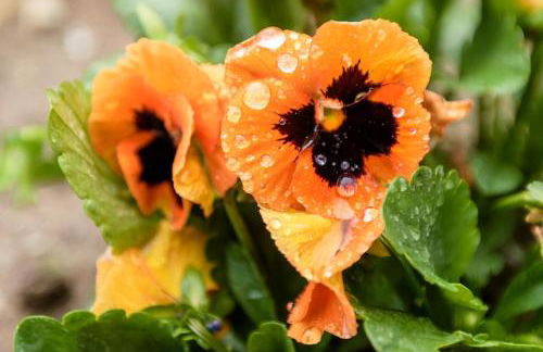 Casa Ponte da Vessada - Foto 17