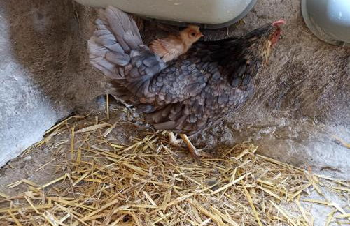 Bed and Bike Rheine - Foto 56