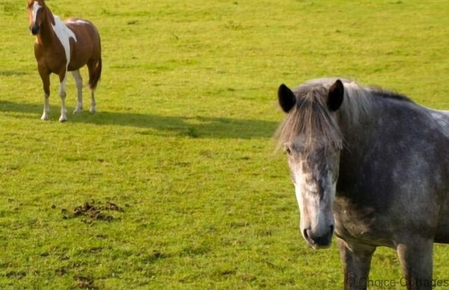 Bishops Tawton Overton House 2 Bedrooms - Foto 13