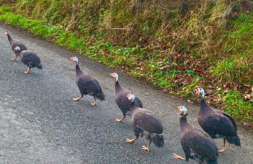 Molehill lodge - Foto 26