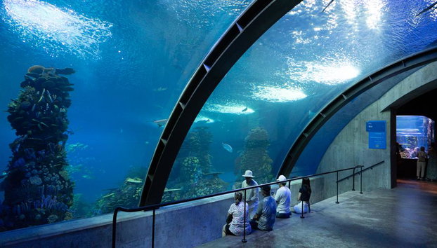 Gran Acuario Mazatlan - Entrada - Foto 2