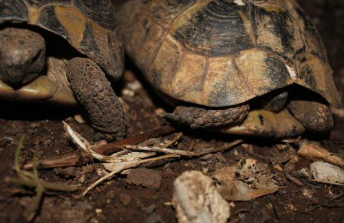 Apartmani Marija Mljet - Foto 16