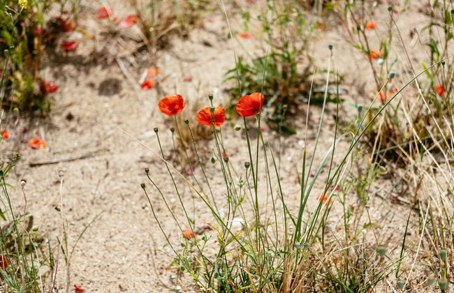 Apartment in St-idesbald Near the Sea - Foto 19