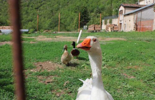 A Casa dei Nonni - Foto 31