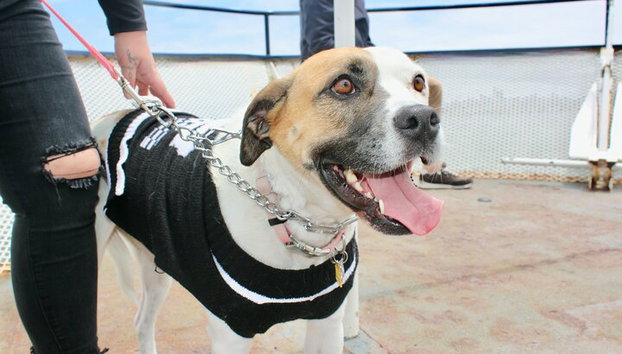 Sausalito Ferry from Pier 41, San Francisco - Foto 3
