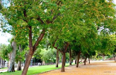 Verde Oliva Albero Limon - Photo 44