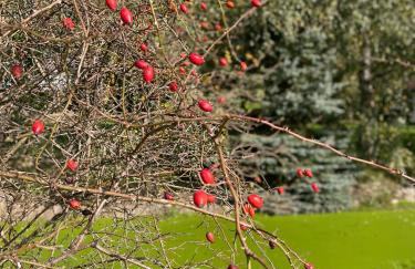 Domki nad strumykiem - Foto 5