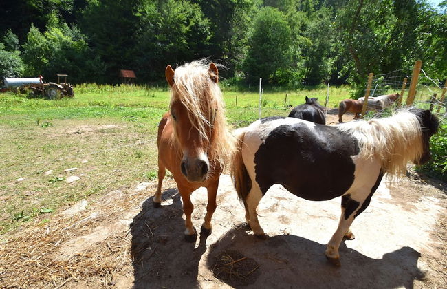 Gemutliche Tierfreundliche Wohnung in Huddingen - Foto 10