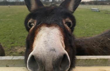 Ye Old Lambing Lodge - Spring Paddock - Photo 13