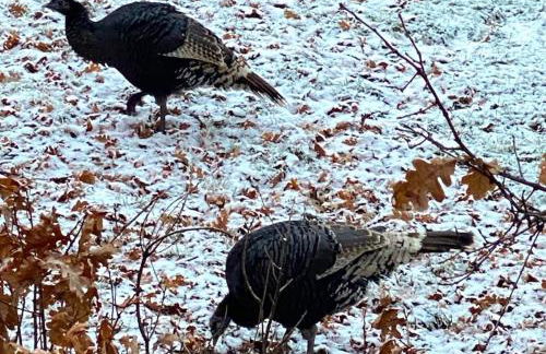 Tamarron Gambel Oak 790 - Wild Turkey Ridge - Durango CO - Foto 13