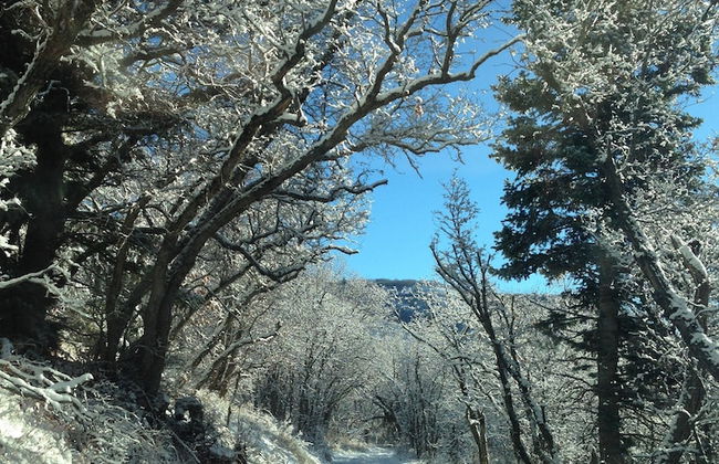 Treehouse by the Stream - Photo 23