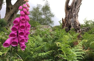 Robinsons Cottage, central and quiet - Foto 44