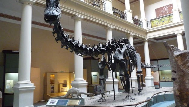 Diplodocus en el Museo de Ciencias Naturales