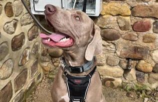 Swallow Cottage - Foto 21