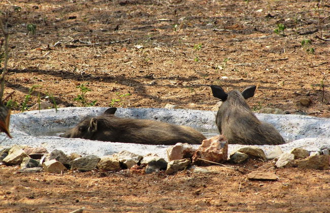 Umvangazi Rest - Enjoy a Relaxing, Rejuvenating and Peaceful Setting in the Bush - Foto 42