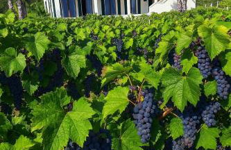 Luxury Stone Villa Smokvica, Heated Pool, Sauna, Jacuzzi, Sea View - Photo 48