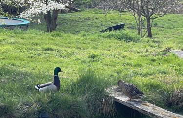 Idyllisches Landhaus Taucha mit Gartenzugang - Foto 15