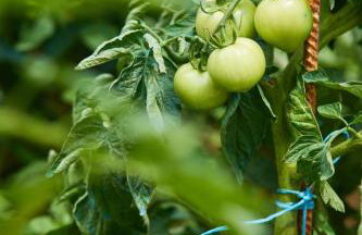 Beloc House Lopud Island - Photo 76