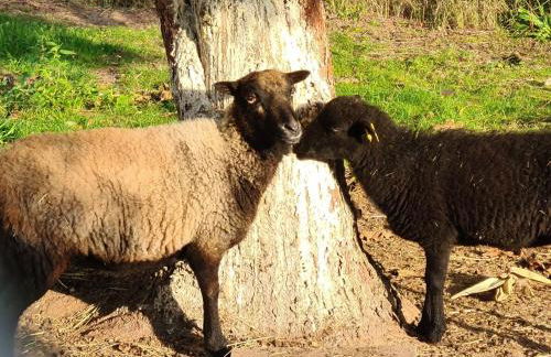 Storchennest mit eigenem Hof, Spielwiese und Terrasse - Foto 8