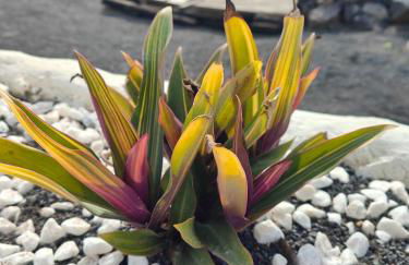 Las Casitas Masdache - Foto 44