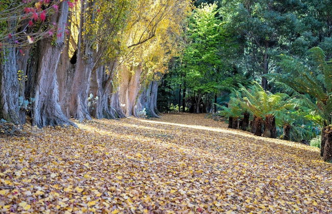 Magical Lucindale - 4 Bedroom House - Foto 59