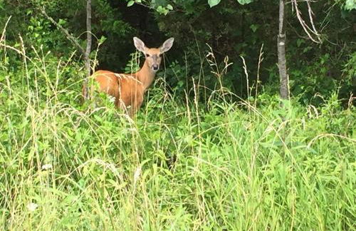 Dock and Resort Perks Quiet Lakefront Cottage - Foto 30