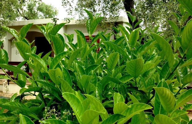 Holiday Apartment Orchidea With Swimming Pool and Private Beach -3 - Foto 29