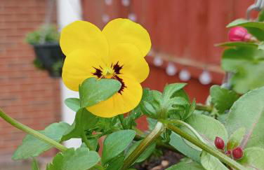 Beautiful Marina Apartment with private garden, flexible bedrooms with zip & link beds - Photo 32