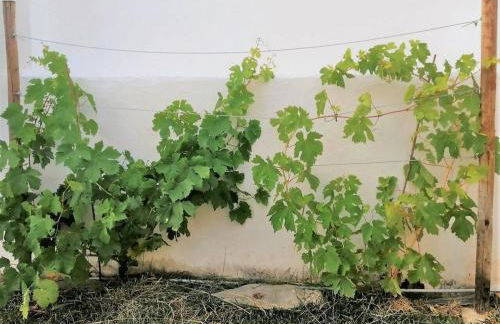 Vila Saraz Alqueva - Foto 47