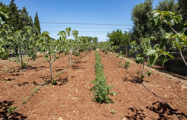 Lamia del Fico con Piscina Pineta e Zona Giochi - Foto 21