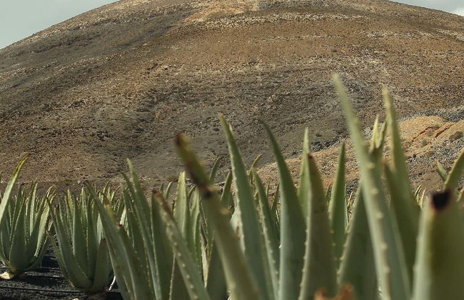 Aloe Vera Farm Tour - Foto 15