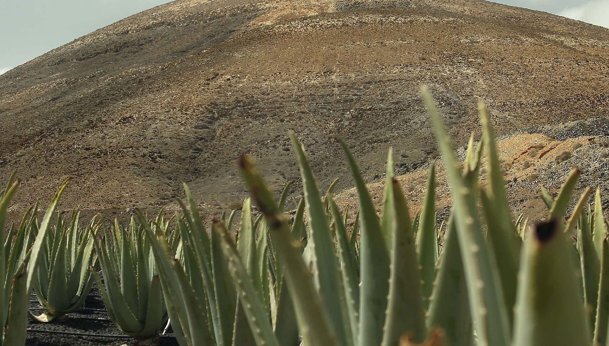 Aloe Vera Farm Tour - Foto 1