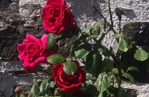 Holiday Home Idyllisches-haustierfreundliches Landhaus Lavender by Interhome - Photo 25