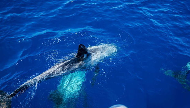 Avistamiento de cetáceos en Fuerteventura
