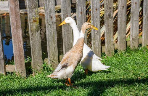 Gattererhof - Foto 32