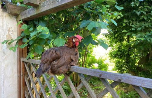 Austragshaus Almbranz - Foto 29